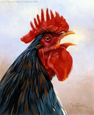 B24F_Barnvelder_Cockerel.jpg